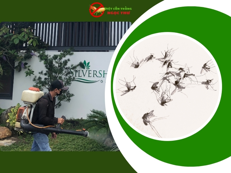 Công ty dịch vụ diệt côn trùng quận 1 tại ngọc thư, an toàn, tận gốc