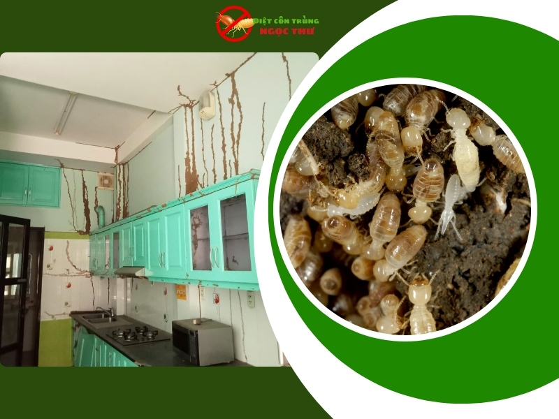 Công ty dịch vụ diệt côn trùng quận 1 uy tín, giá rẻ, bảo hành lâu dài