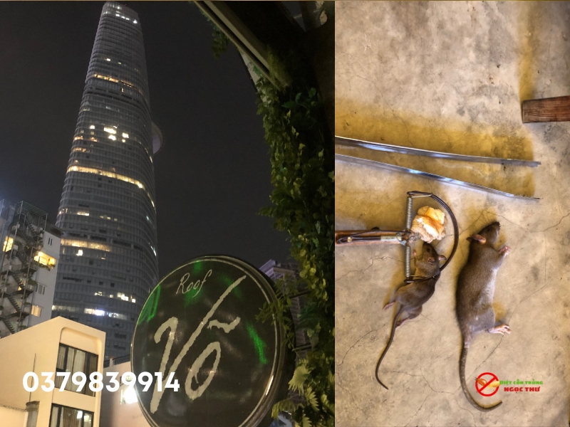 Dịch vụ diệt chuột quận Bình Thạnh