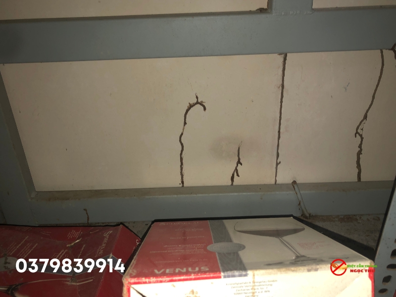 Dịch vụ diệt mối quận Bình Thạnh