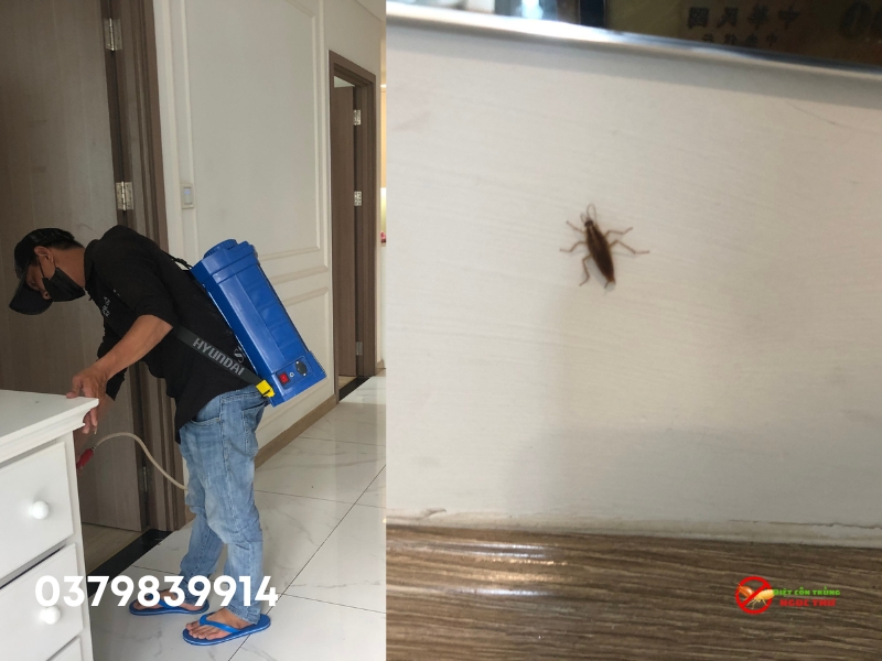 Dịch vụ diệt gián quận Bình Thạnh