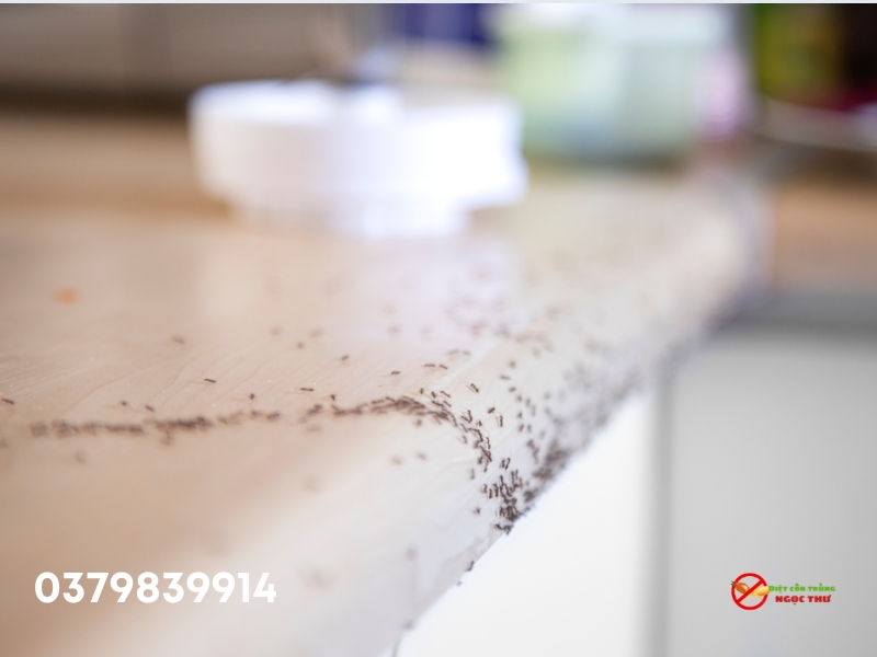 Dịch vụ diệt kiến quận Bình Thạnh