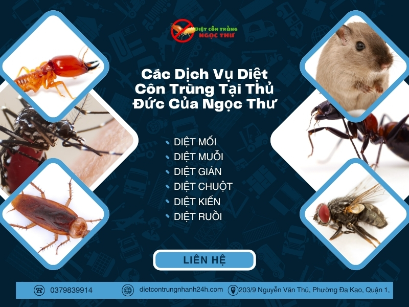 Dịch Vụ Diệt Côn Trùng Tại Thủ Đức – Dịch vụ diệt muỗi, gián, mối, chuột tại Thủ Đức 3 Những loại côn trùng phổ biến tại Thủ Đức
