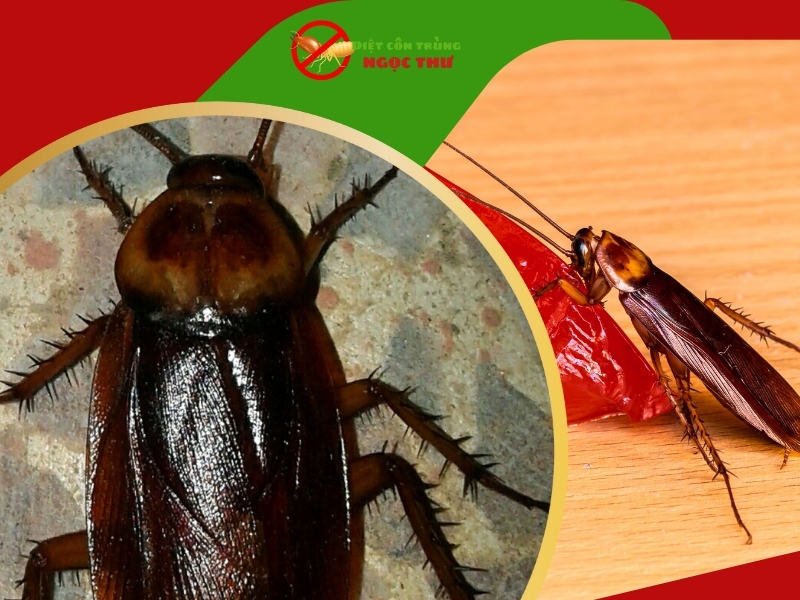 Công ty dịch vụ diệt gián ngọc thư