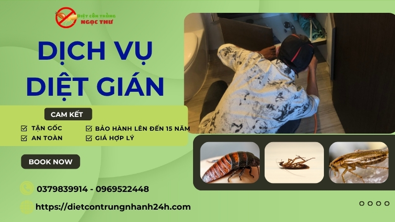 Dịch vụ diệt gián ngọc thư