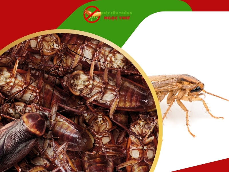 Mẹo phòng ngừa gián hiệu quả