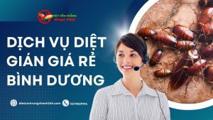 Dịch vụ diệt gián giá rẻ Bình Dương từ công ty diệt côn trùng Ngọc Thư