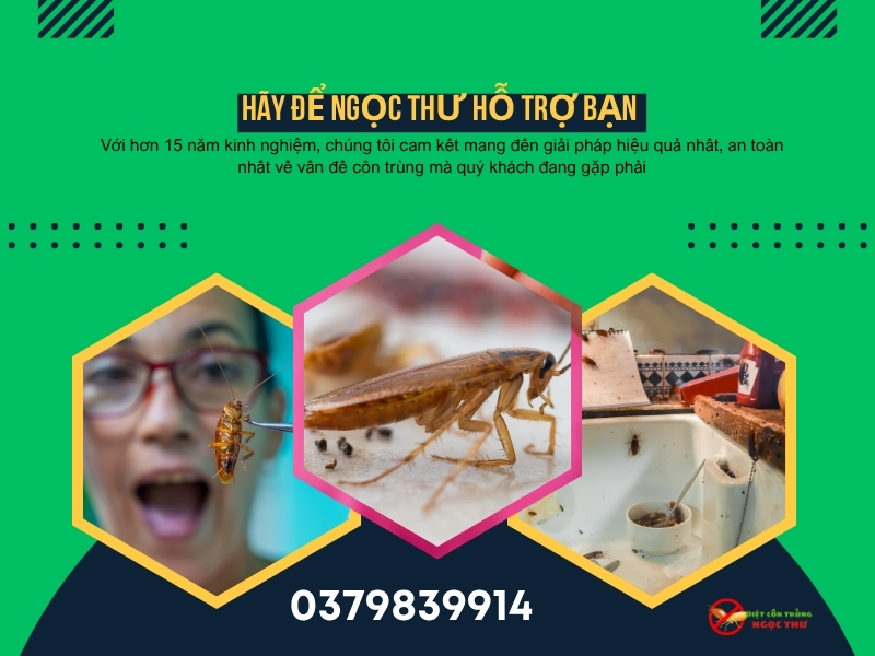 Công ty dịch vụ diệt gián giá rẻ tại Bình Dương