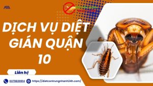 Dịch vụ diệt gián quận 10