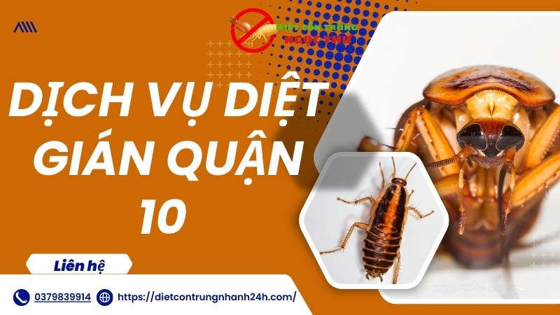 Dịch vụ diệt gián quận 10
