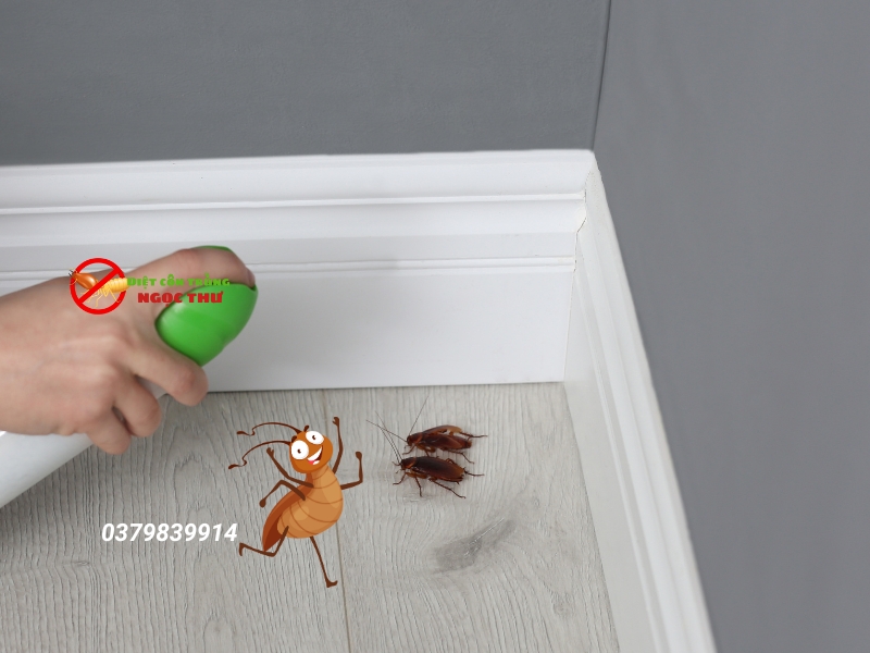 Xử dụng bình xịch gián