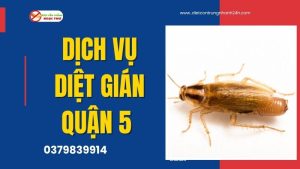 Dịch vụ diệt gián quận 5, diệt côn trùng Ngọc Thư