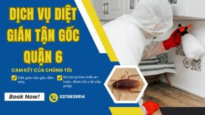 Dịch vụ diệt gián quận 6