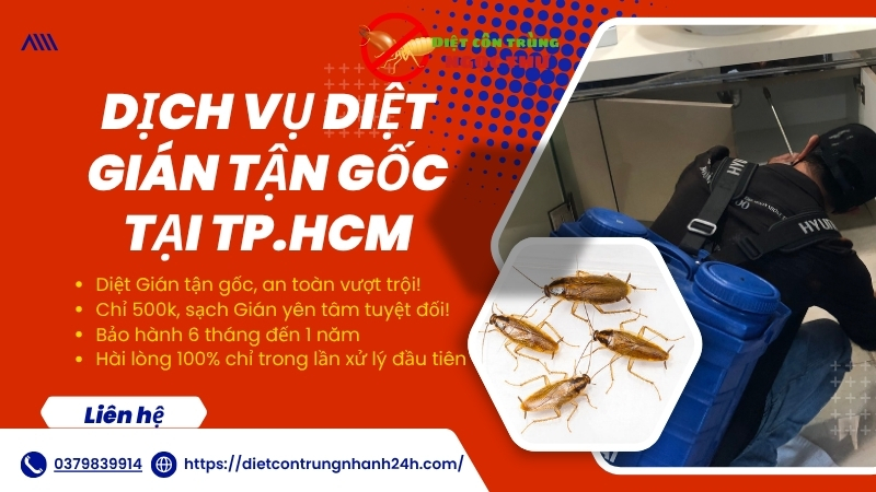Dịch vụ diệt gián tphcm