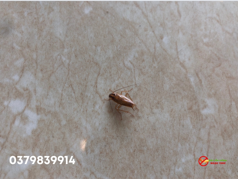 Công ty dịch vụ diệt gián an toàn, hiệu quả cao tại TPHCM từ công ty diệt côn trùng Ngọc Thư