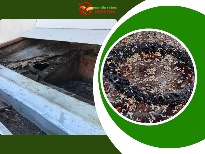 Dịch Vụ Diệt Mối 24/7 TPHCM | Bảo Hành 15 Năm 2 Dịch vụ diệt mối 24/7 Ngọc Thư