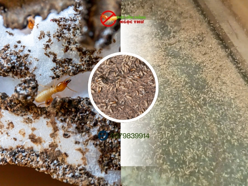 Dịch Vụ Diệt Mối 24/7 TPHCM | Bảo Hành 15 Năm 5 Dịch vụ diệt mối uy tín phục vụ 24/7