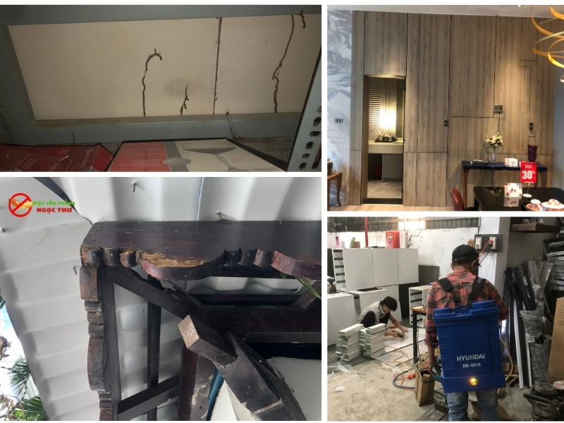 Công ty dịch vụ diệt mối tại Hóc Môn Ngọc Thư