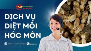 Dịch vụ diệt mối Hóc Môn chuyên nghiệp, tận gốc