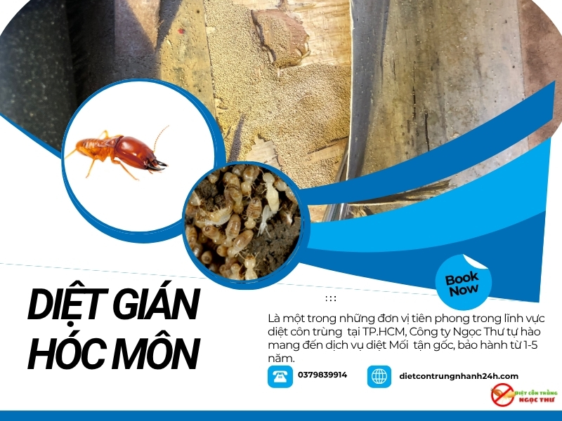 Dịch vụ diệt mối Hóc Môn tận gốc
