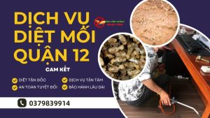 Dịch vụ diệt mối quận 12