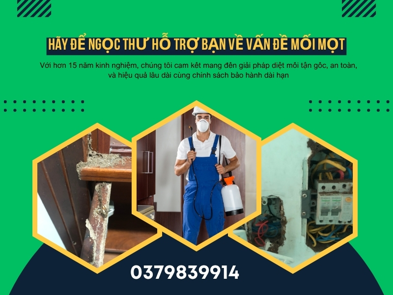 Công ty dịch vụ diệt mối quận 12 giá rẻ từ dịch vụ diệt côn trùng Ngọc Thư