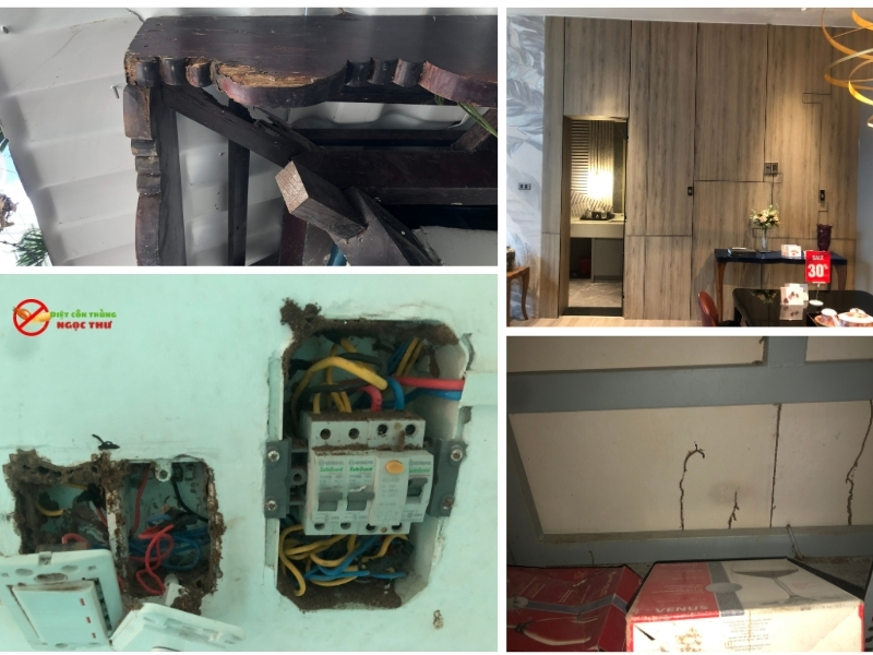 Dịch vụ diệt mối tại Tân Bình từ công ty dịch vụ diệt côn trùng ngọc thư