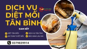 Dịch vụ diệt mối Tân Bình, TPHCM