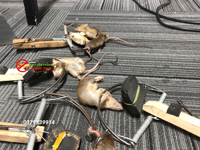 Dịch vụ kiểm soát chuột chuyên nghiệp tại TPHCM