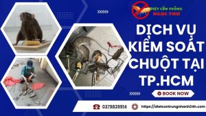 Dịch vụ kiểm soát chuột tại tphcm