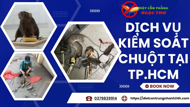 Dịch vụ kiểm soát chuột tại tphcm