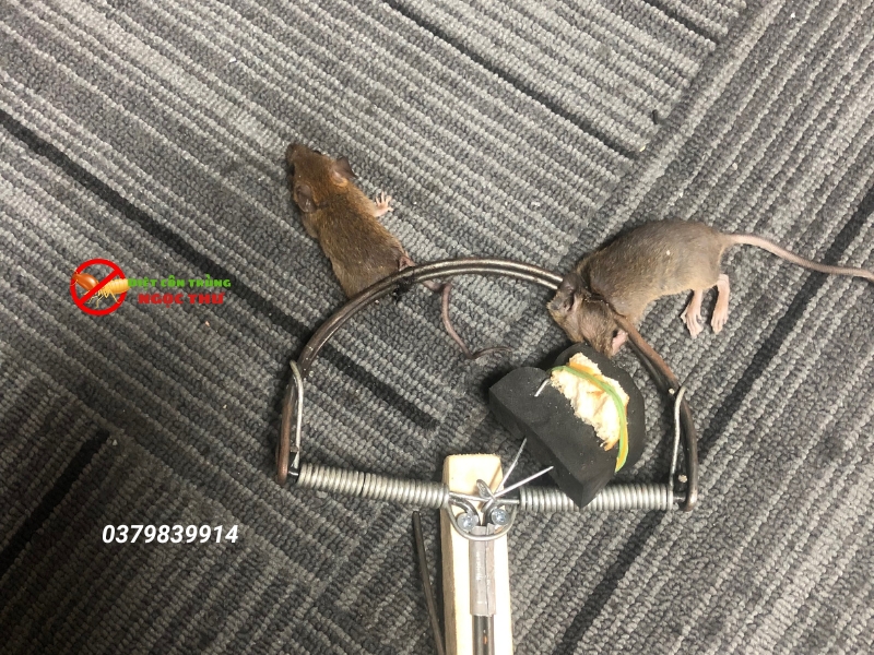 Dịch vụ kiểm soát chuột chuyên nghiệp tại TPHCM Ngọc Thư