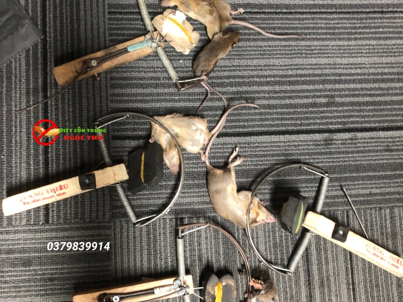 Công ty dịch vụ kiểm soát chuột chuyên nghiệp tại TPHCM Ngọc Thư