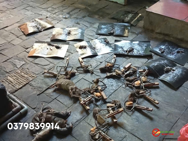 Dịch vụ kiểm soát chuột Ngọc Thư