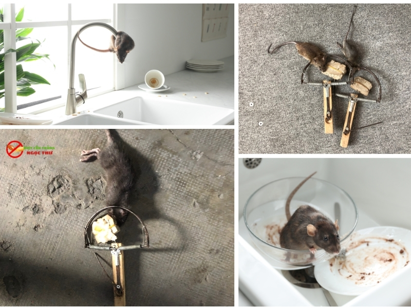 Dịch vụ diệt chuột nhanh chóng tại nhà TPHCM từ công ty diệt côn trùng Ngọc Thư