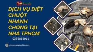 Diệt chuột nhanh chóng tại nhà tphcm