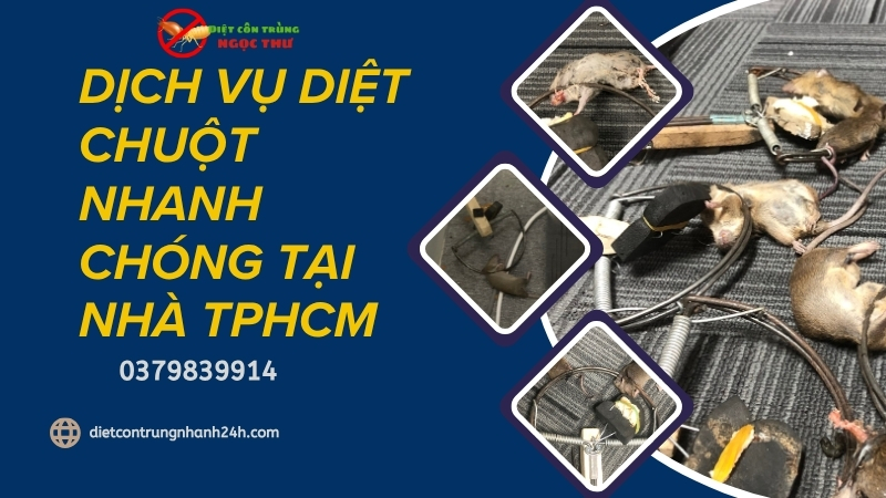 Công Ty Diệt Chuột Nhanh Chóng Tại Nhà TPHCM 🐀 1 Diệt chuột nhanh chóng tại nhà tphcm