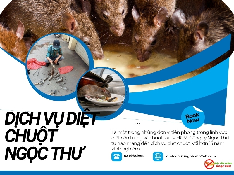 Công ty dịch vụ diệt chuột nhanh chóng tại nhà tphcm Ngọc Thư