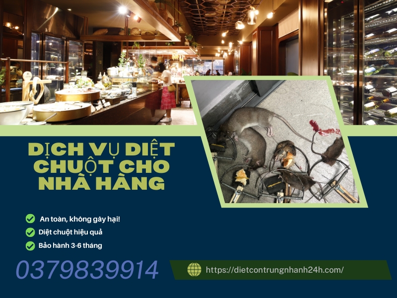 Diệt chuột Quận 10 - Giải đáp chi tiết về diệt chuột! 🐀 1 Diêt chuột quận 10 cho nhà hàng
