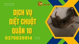 Dịch vụ diệt chuột quận 10