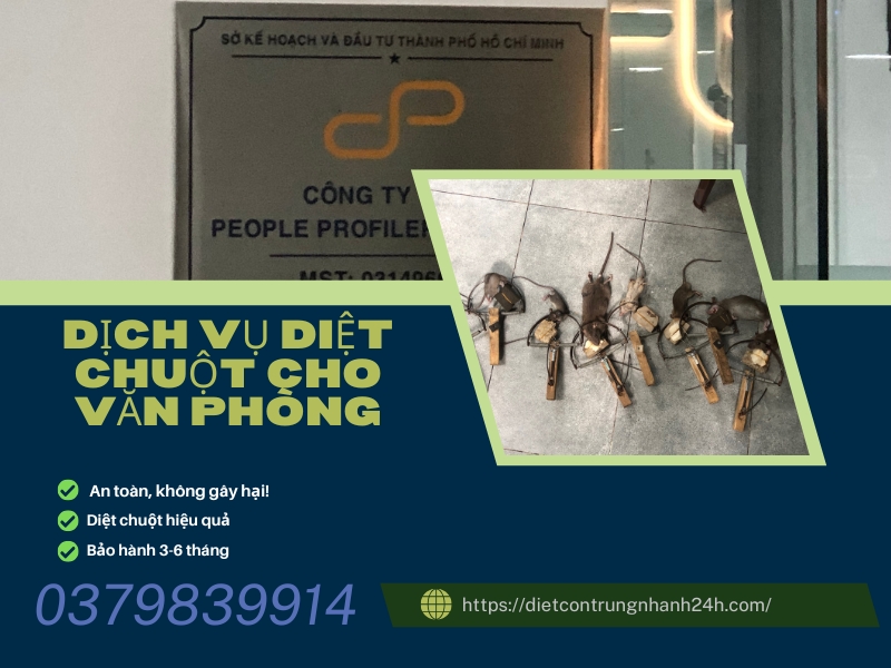 Diệt chuột Quận 10 - Giải đáp chi tiết về diệt chuột! 🐀 2 Dịch vụ diệt chuột quận 10 cho văn phòng