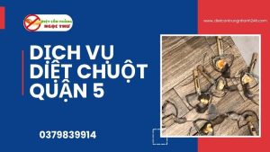 Dịch vụ diệt chuột quận 5 Ngọc Thư