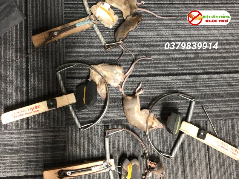 Dịch Vụ Diệt Chuột Quận 5, Công Ty Diệt Chuột & Côn Trùng Tại Quận 5 ✪✪ 2 Dịch vụ diệt chuột quận 5 tận gốc Ngọc Thư