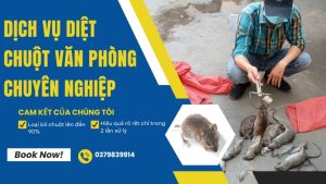 Dịch vụ diệt chuột văn phòng chuyên nghiệp tại TPHCM