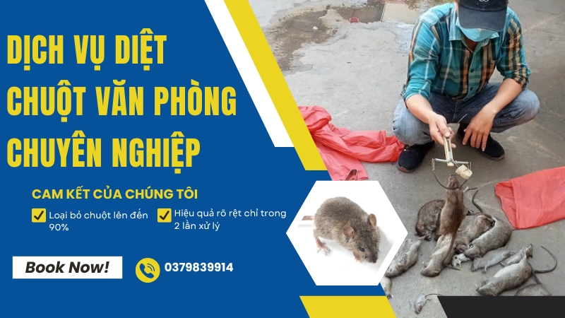 Diệt Chuột Văn Phòng Chuyên Nghiệp TPHCM 1 Dịch vụ diệt chuột văn phòng chuyên nghiệp tại TPHCM