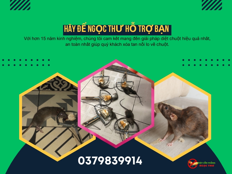 Diệt Chuột Văn Phòng Chuyên Nghiệp TPHCM 5 Dịch vụ diệt chuột văn phòng chuyên nghiệp, hiệu quả triệt để lên đến 90%