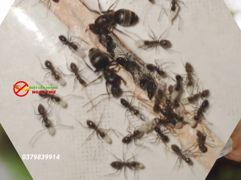 Diệt côn trùng bằng bẫy tự nhiên