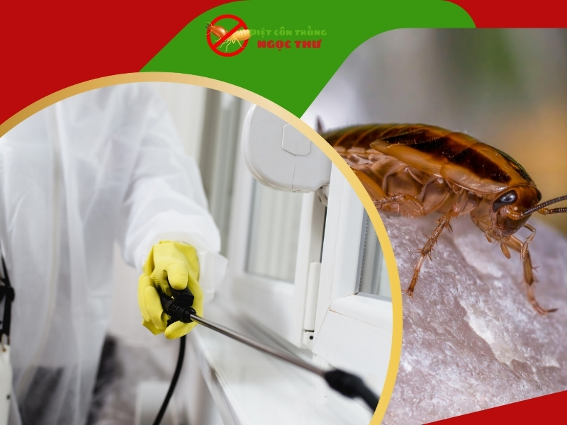 Dịch vụ diệt gián an toàn tại ngọc thư