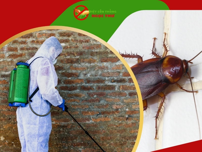 Công ty diệt gián an toàn, tận gốc tại tphcm