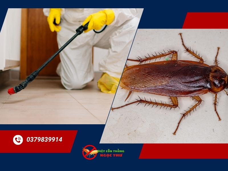 Diệt gián an toàn tại TPHCM